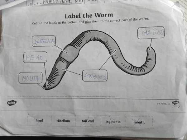 Učíme se venku - AJ - Worm farm 3. B