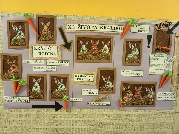 Ze života králíků