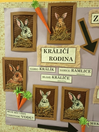 Ze života králíků