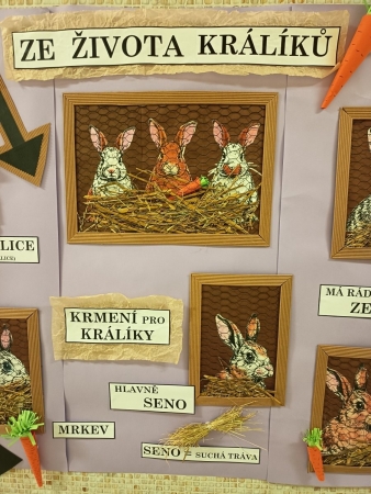 Ze života králíků