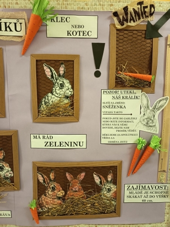 Ze života králíků