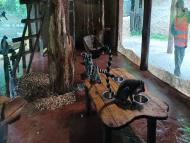 Výlet do Zoo Jihlava